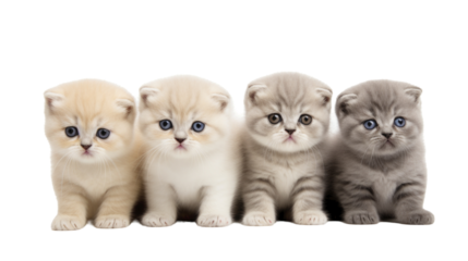 group of scottish fold kittens on isolated transparent background
