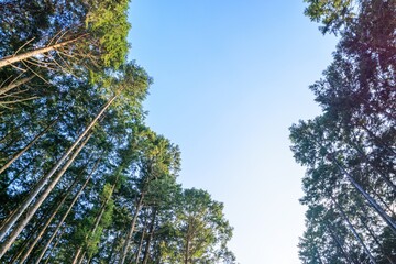 夕暮れの金色日差し、静寂なヒノキ林