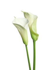 Beautiful calla lily flowers on white background