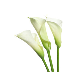 Beautiful calla lily flowers on white background