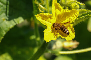 Honeybee collecting nectar from yellow flower outdoors, closeup. Space for text