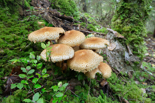 Honey fungus, Armilaria growing in natural environment, wide-angle photo