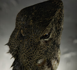 Closeup of a lizard's head on a blurry background