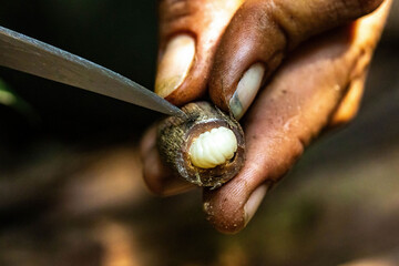 Harvesting protein larva food survival delicacy in the jungle