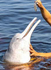 Feeding Amazon river dolphins close-up portrait