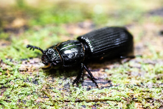 Close up black bess beetle outdoors