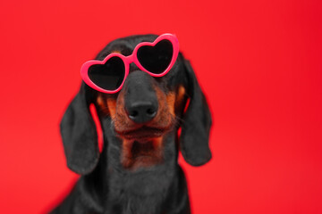 Portrait of frustrated dachshund dog in dark heart-shaped glasses on red background without emotions, indifference in relationship Stylized valentine day accessory, party gift Dating site advertising