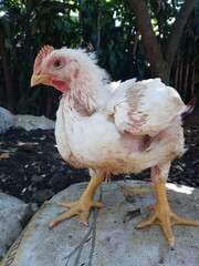 chicken
