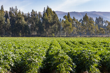 campo de cultivo de papas orgánicas y nativas en los andes peruanos