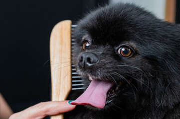 Groomer woman combing black spitz in grooming salon. 