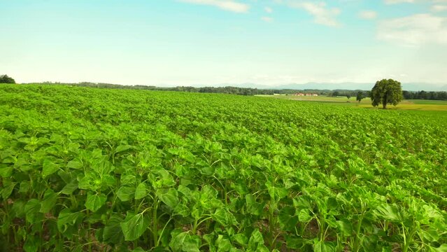 Young common sunflower in agricultural field. Green and unripe helianthus in Germany Bavaria. Field of unripe sunflowers in Deutschland. Agriculture, cultivation of land, cropping, farming in europe. 