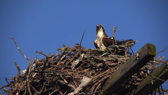 Osprey with baby in nest close up