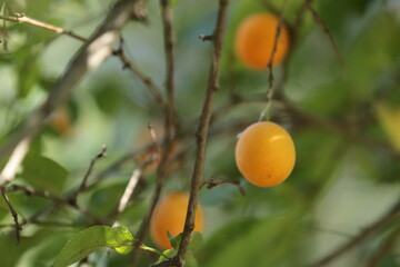 cherry plum among green leaves