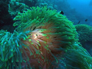 Naklejka na ściany i meble sea anemone