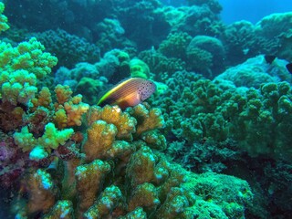 coral reef and freckled hawkfish