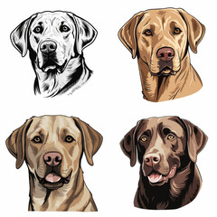 Labrador Retriever head