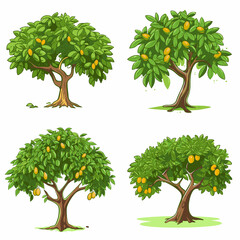 mango tree