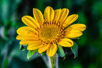 Girasol