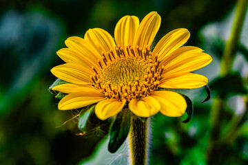 Girasol © Guillermo Aparicio S