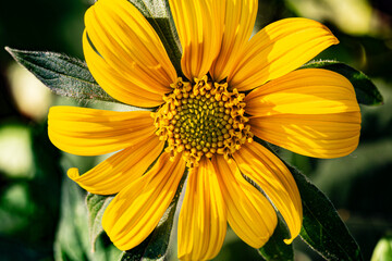 Obraz premium Girasol