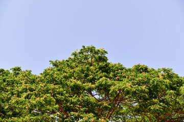 Group of tree sky background