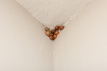 A cluster of Asian lady beetles in the corner of a ceiling and wall