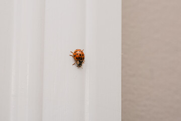 Asian Lady Beetle crawling down window frame