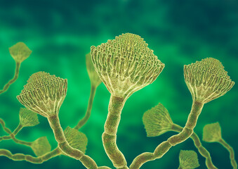 Microscopic view of a colony of Aspergillus fungi, which causes the lung infection aspergillosis, aspergilloma of the brain and lungs © AGPhotography