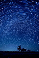 Fototapeta premium 空巡る星々と一本の木