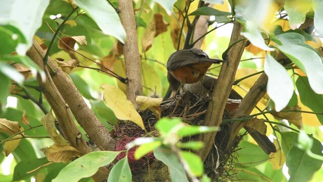Couple of Red-bellied Thrush (Turdus rufiventris) feeding chicks with earthworms