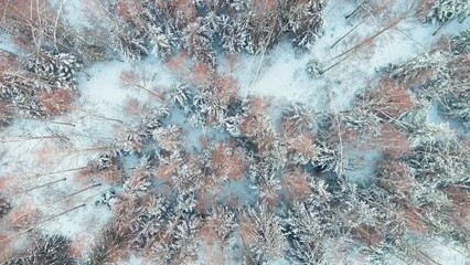 Beautiful top-down aerial view of snow covered forests. Rime ice and hoar frost covering trees.