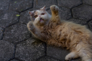 annoyed calico persian cat photo