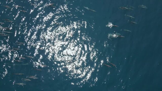 Aerial shot of a large group of spinner dolphins swimming together in the Pacific Ocean off the coast of Costa Rica. The long-beaked common dolphins are jumping and feeding on small pelagic fish