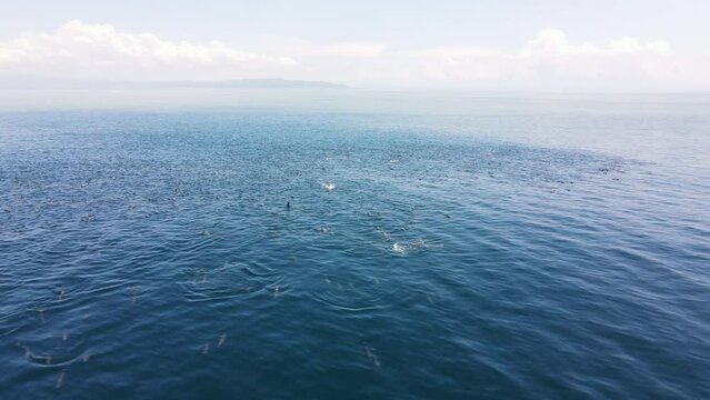 Aerial shot of a large group of spinner dolphins swimming together in the Pacific Ocean off the coast of Costa Rica. The long-beaked common dolphins are jumping and feeding on small pelagic fish
