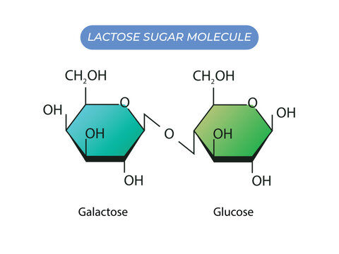 Lactose Sugar Molecule. Glucose And Galactose
