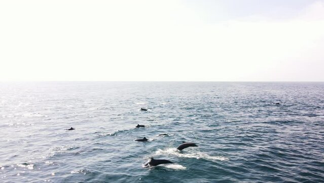 Aerial shot of a large group of spinner dolphins swimming together in the Pacific Ocean off the coast of Costa Rica. The long-beaked common dolphins are jumping and feeding on small pelagic fish.