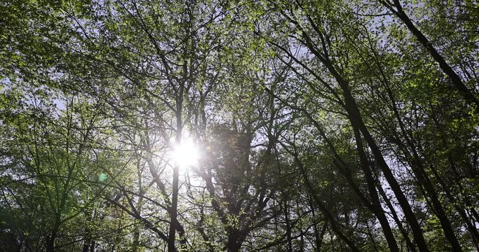 trees with the first foliage in the forest in the spring season, the first foliage on trees in the spring season in the park