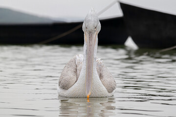 Pelicans in Lake Manyas
