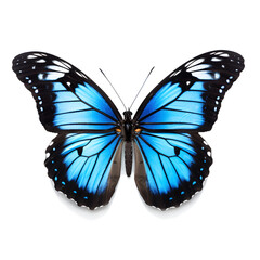 Blue Tiger Butterfly on transparent background
