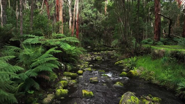 Australian lush rainforest drone shots