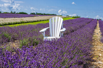 Lavender field with blooming lavender, Ontadio, Canada