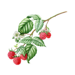 Raspberry branch with berries, leaves and flowers. Watercolor illustration. Hand painted raspberry twig botanical detailed illustration. Raw fresh garden and forest natural organic tasty berries - obrazy, fototapety, plakaty