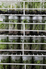 Plants in glass bottles collection on shelve of biotechnology laboratory . Tissue culture...