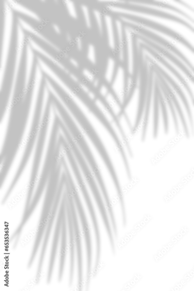 Wall mural shadow palm leaves silhouette ,blurry tropical coconut leaf overlay, element object for spring summe