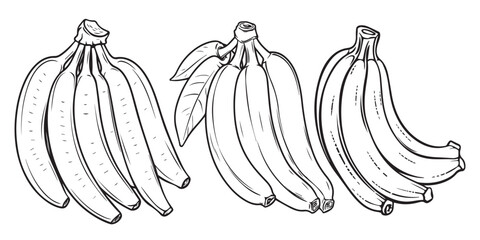 Sketch of banana coloring page graphic design