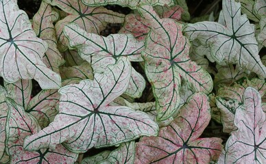 White, pink and green veined leaves of Caladium Splash of Wine