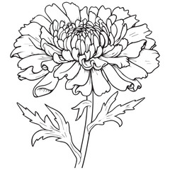Beautiful Flower Line art coloring book page design