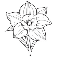 Hand-drawn daffodil flower coloring book page Graphic design