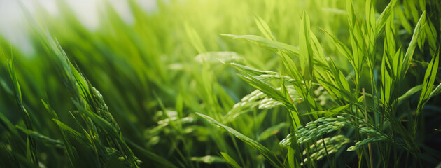 Green rice plant, Rice stalks and ears of rice