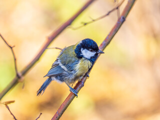 Cute bird Great tit, songbird sitting on the branch with blurred background